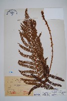 毛蕨藏品圖，第1張