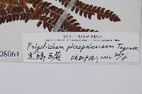 毛蕨藏品圖，第2張