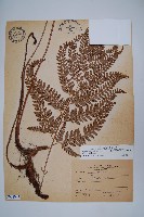 細葉複葉耳蕨藏品圖，第1張