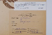 細葉複葉耳蕨藏品圖，第2張