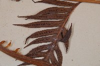 東方狗脊蕨藏品圖，第3張