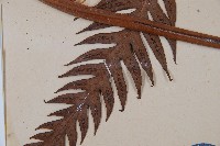 東方狗脊蕨藏品圖，第4張