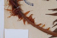 東方狗脊蕨藏品圖，第5張