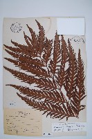 東方狗脊蕨藏品圖，第1張