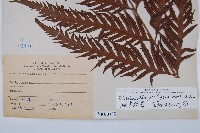 東方狗脊蕨藏品圖，第2張