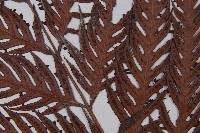 東方狗脊蕨藏品圖，第4張