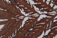 東方狗脊蕨藏品圖，第5張