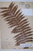 臺灣桫欏藏品圖，第1張