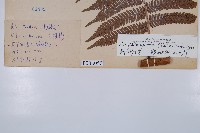 臺灣桫欏藏品圖，第2張