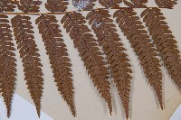 臺灣桫欏藏品圖，第3張