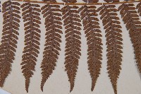 臺灣桫欏藏品圖，第4張