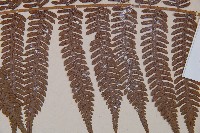 臺灣桫欏藏品圖，第5張