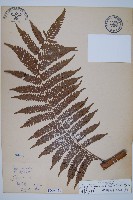 臺灣桫欏藏品圖，第1張