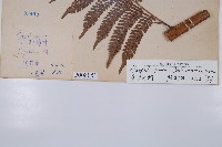 臺灣桫欏藏品圖，第2張