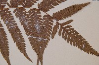 臺灣桫欏藏品圖，第3張