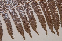 臺灣桫欏藏品圖，第4張