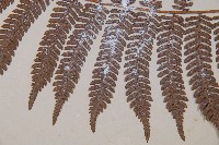 臺灣桫欏藏品圖，第5張