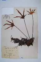 槭葉石葦藏品圖，第1張