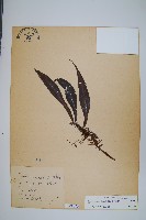 萊氏線蕨藏品圖，第1張