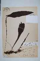 萊氏線蕨藏品圖，第1張