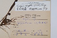 萊氏線蕨藏品圖，第2張