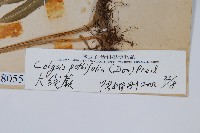 大線蕨藏品圖，第2張