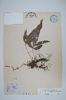 大線蕨藏品圖，第1張