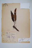 石葦藏品圖，第1張