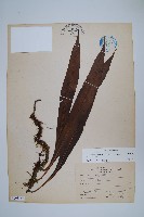 鱗瓦葦、長柄瓦葦藏品圖，第1張