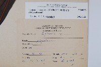 鱗瓦葦、長柄瓦葦藏品圖，第2張