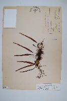 擬烏蘇里瓦葦藏品圖，第1張