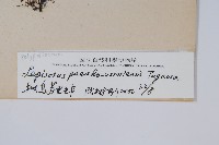 擬烏蘇里瓦葦藏品圖，第2張