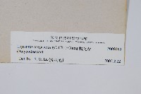 鱗瓦葦、長柄瓦葦藏品圖，第2張