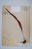 鱗瓦葦、長柄瓦葦藏品圖，第1張