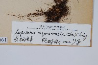 鱗瓦葦、長柄瓦葦藏品圖，第2張