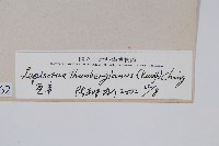 瓦葦藏品圖，第2張