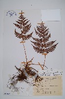 逆鱗鱗毛蕨藏品圖，第1張