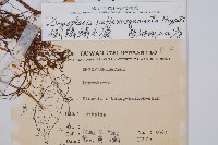 逆鱗鱗毛蕨藏品圖，第2張