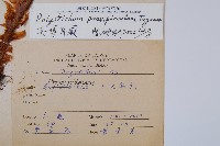 尖葉耳蕨藏品圖，第2張