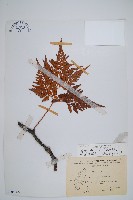 闊葉骨碎補藏品圖，第1張