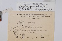 闊葉骨碎補藏品圖，第2張