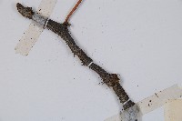 闊葉骨碎補藏品圖，第3張