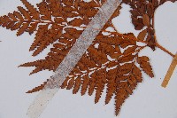 闊葉骨碎補藏品圖，第4張