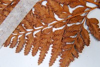 闊葉骨碎補藏品圖，第5張