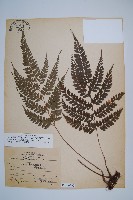 斜方複葉耳蕨藏品圖，第1張