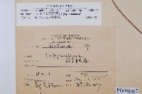 斜方複葉耳蕨藏品圖，第2張