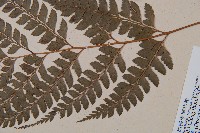 斜方複葉耳蕨藏品圖，第3張