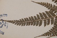 斜方複葉耳蕨藏品圖，第4張