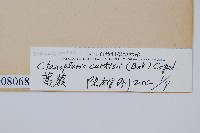 蒿蕨藏品圖，第2張