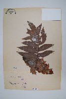 槲蕨藏品圖，第1張